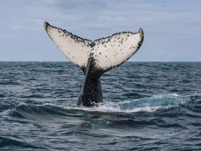 Abrolhos