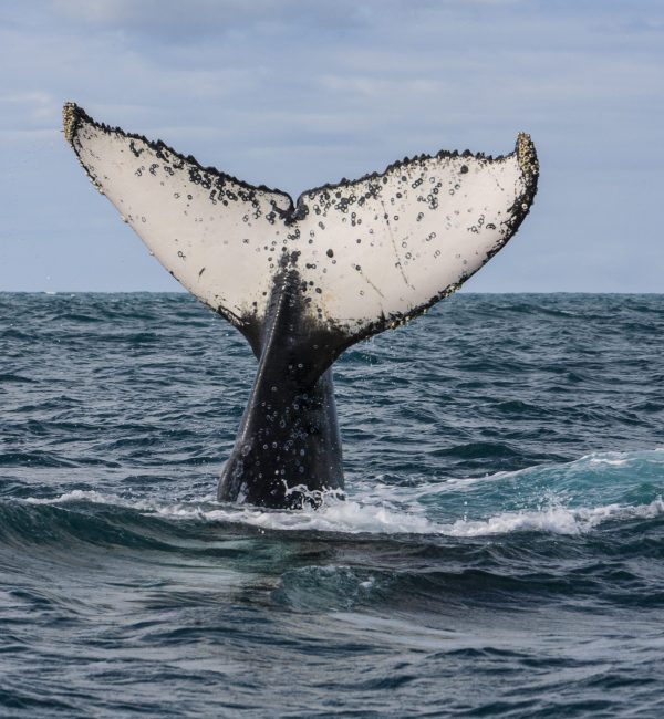 Abrolhos
